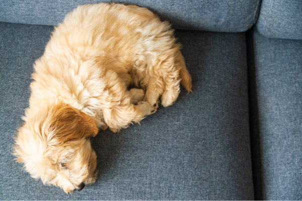 Maltipoo šteniatko spí na gauči